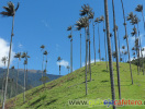 Valle del Cocora