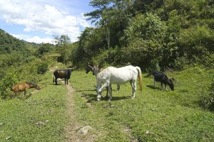 Restaurante Selva Alegre