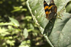Restaurante Selva Alegre