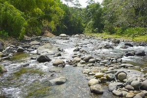 Restaurante Selva Alegre